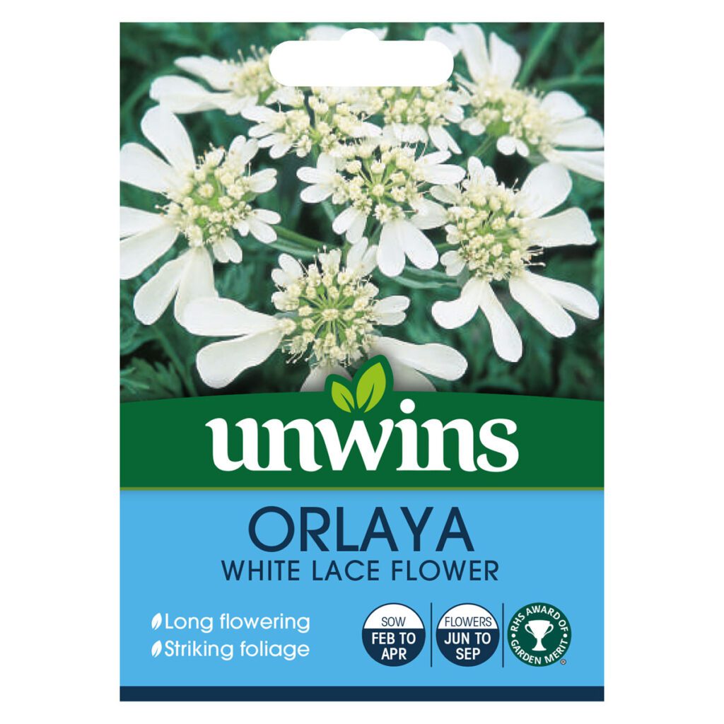 Unwins Orlaya White Lace Flower Seeds 5051618030908 2